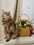 猫咪和鲜花