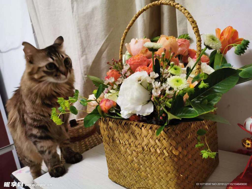 猫咪和鲜花