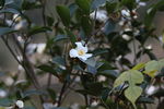 油茶花