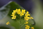 白菜苔花