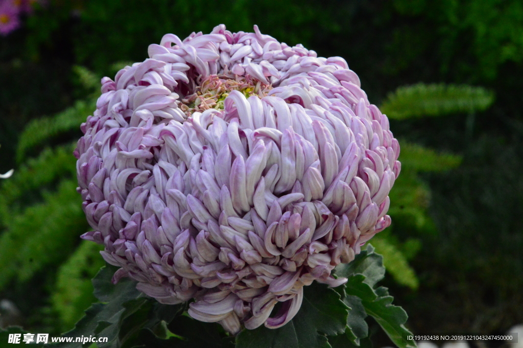 菊花