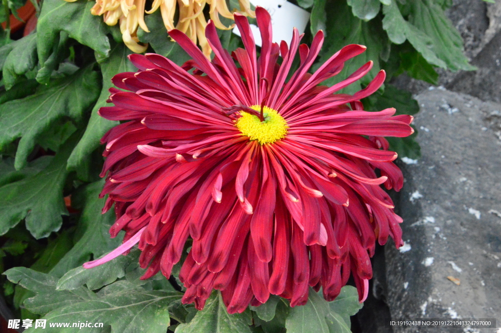 菊花