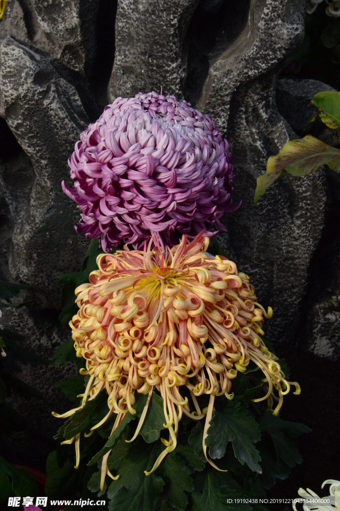 菊花