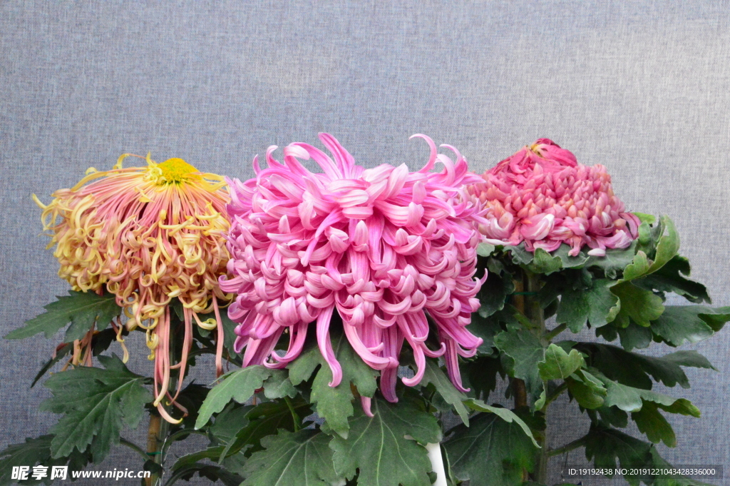 菊花