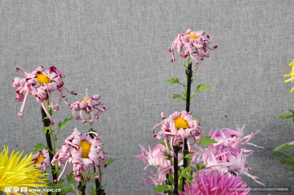菊花