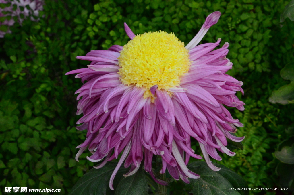 菊花