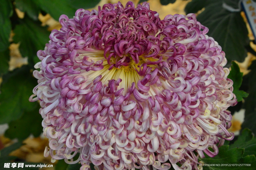 菊花