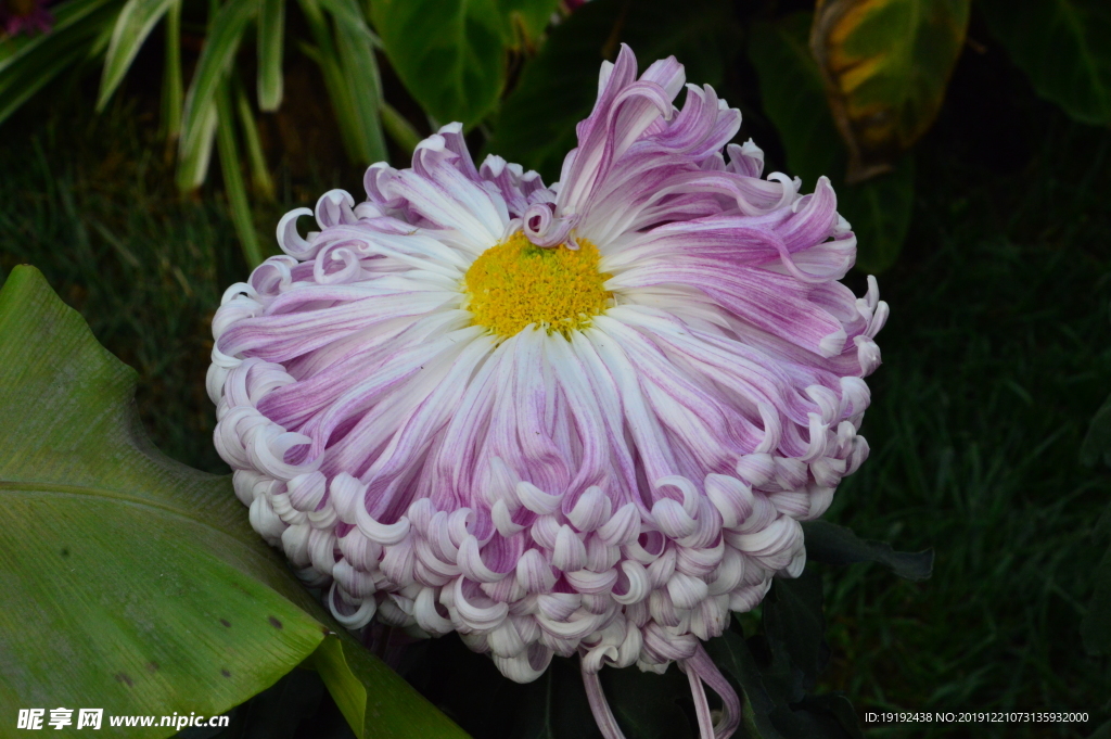 菊花