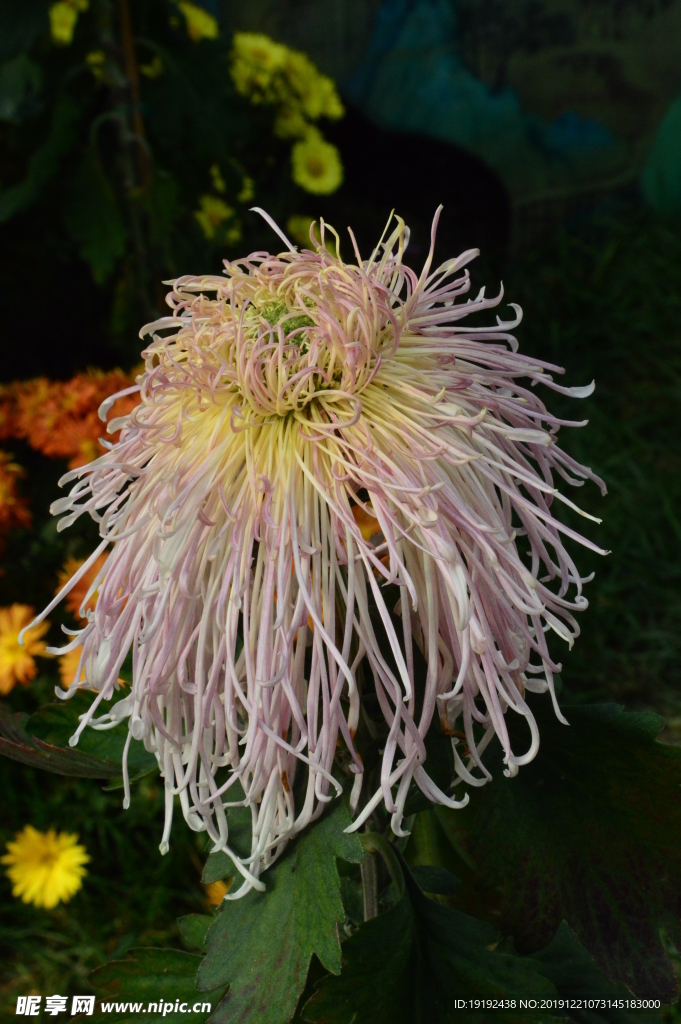 菊花