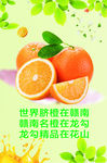 脐橙 橙子 橙子海报 橙子展架