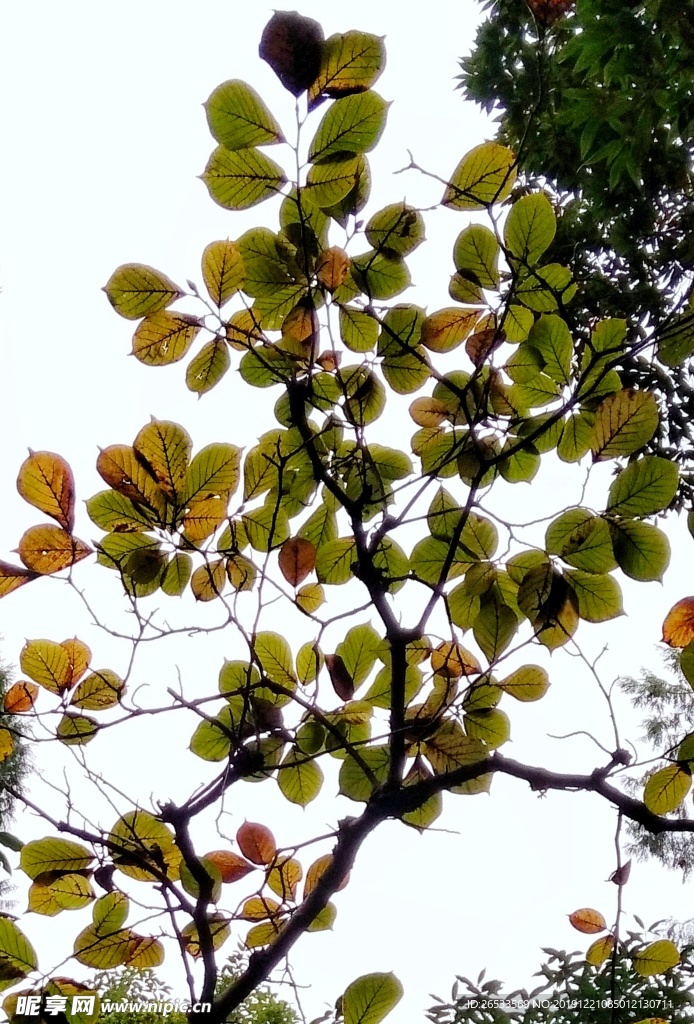黄叶 秋色 树叶 树枝 叶子