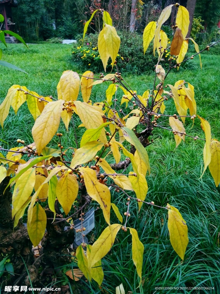 寒梅 枝叶 树枝 梅花 植物