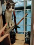 小猫