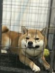 狗狗