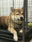 狗狗