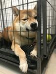 狗狗