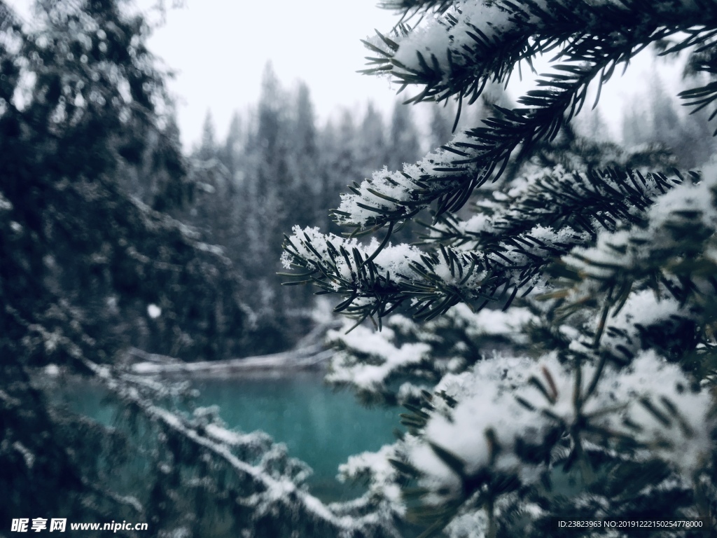 森林雪景