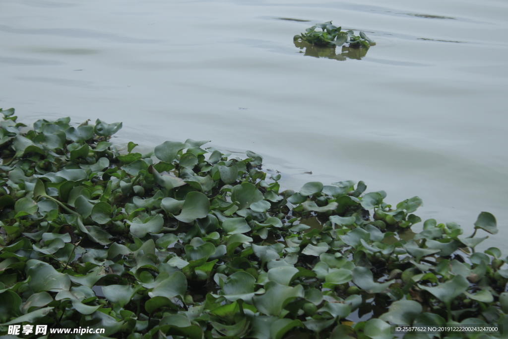 水面 江水 水 水植物 水葫芦