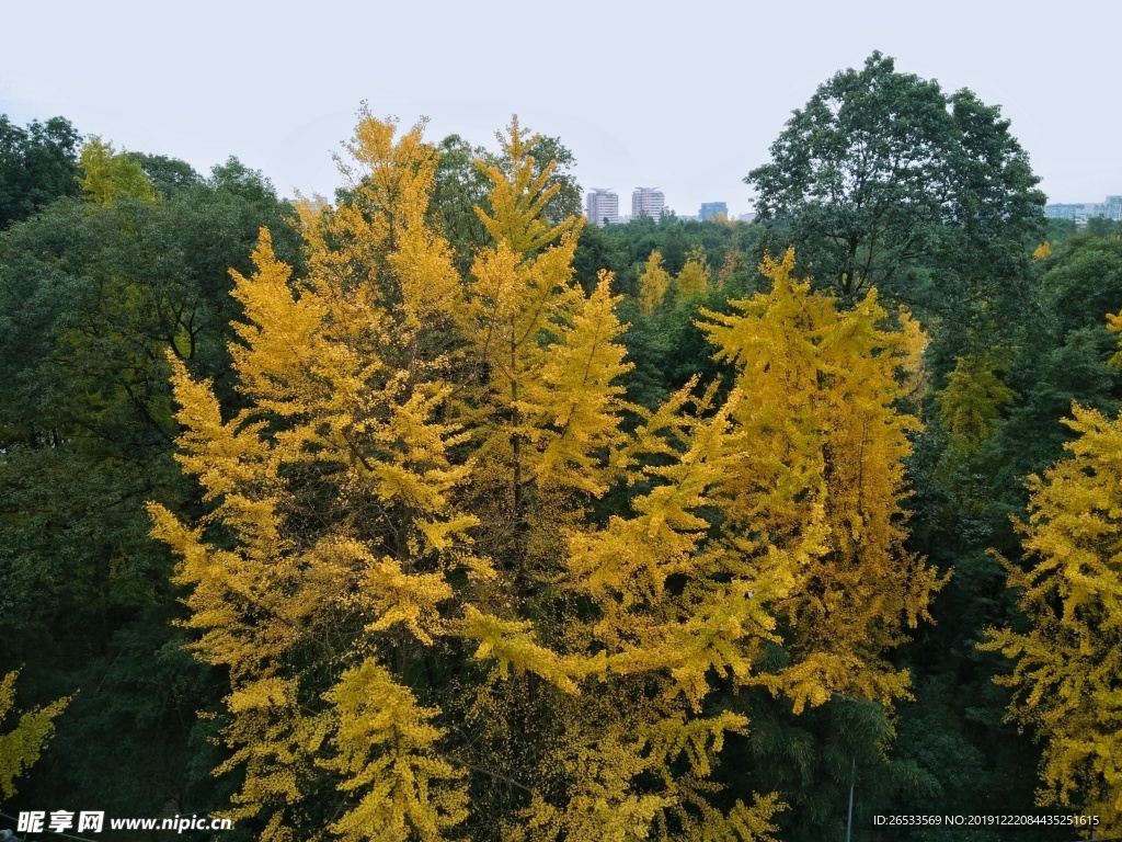 俯视 大树 银杏树 黄叶 树顶