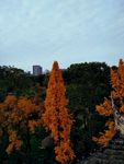 大树 银杏树 黄叶 树顶