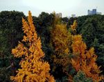 大树 银杏树 黄叶 树顶