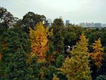 大树 银杏树 黄叶 树顶