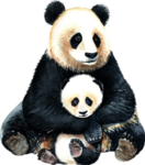 熊猫母子