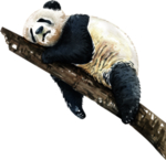 树干上睡觉的熊猫