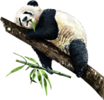 树干上睡觉的熊猫