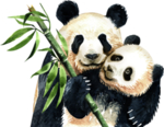 手绘熊猫png免扣素材