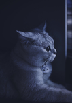 猫
