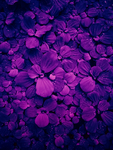 水葫芦花