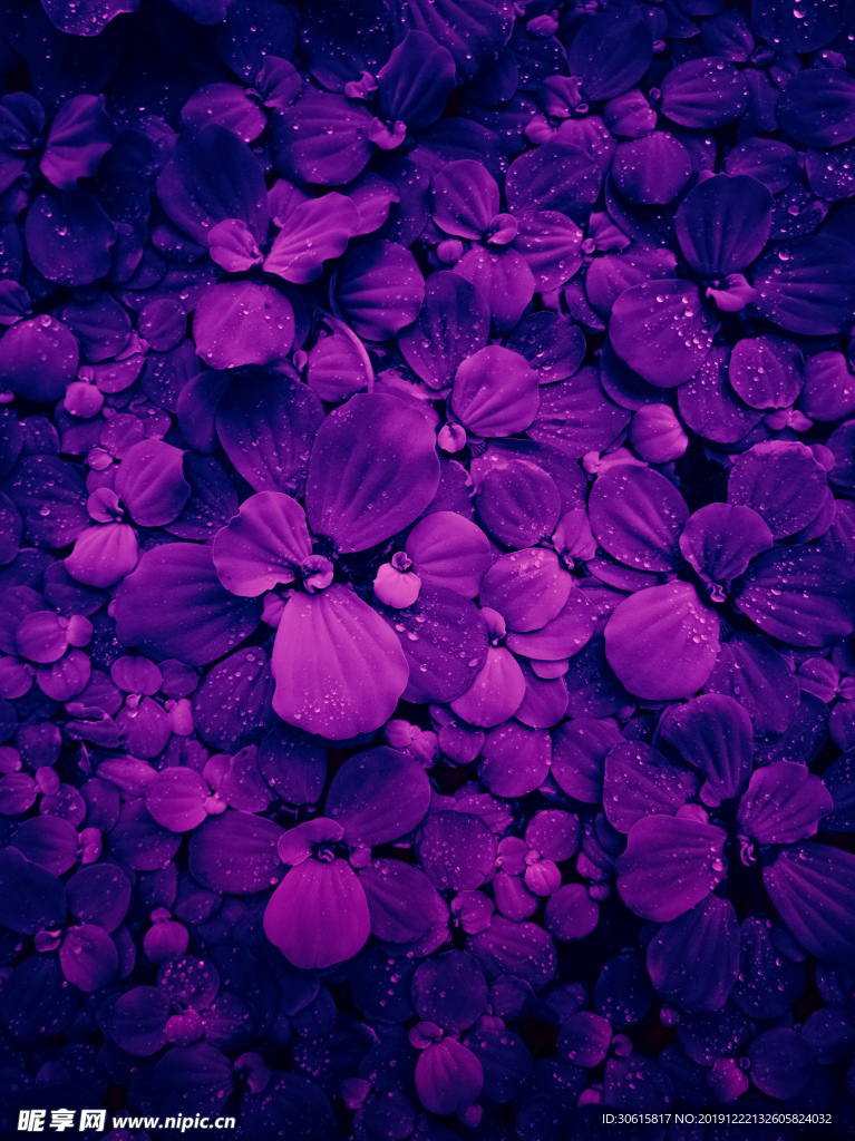 水葫芦花