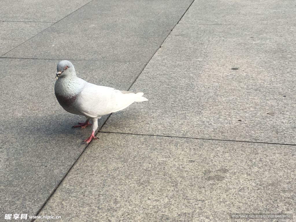 鸽子