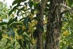 桂花树
