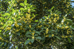 桂花树