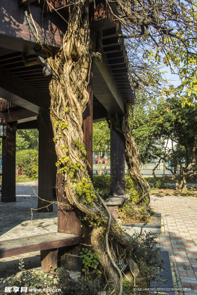 凌霄花根