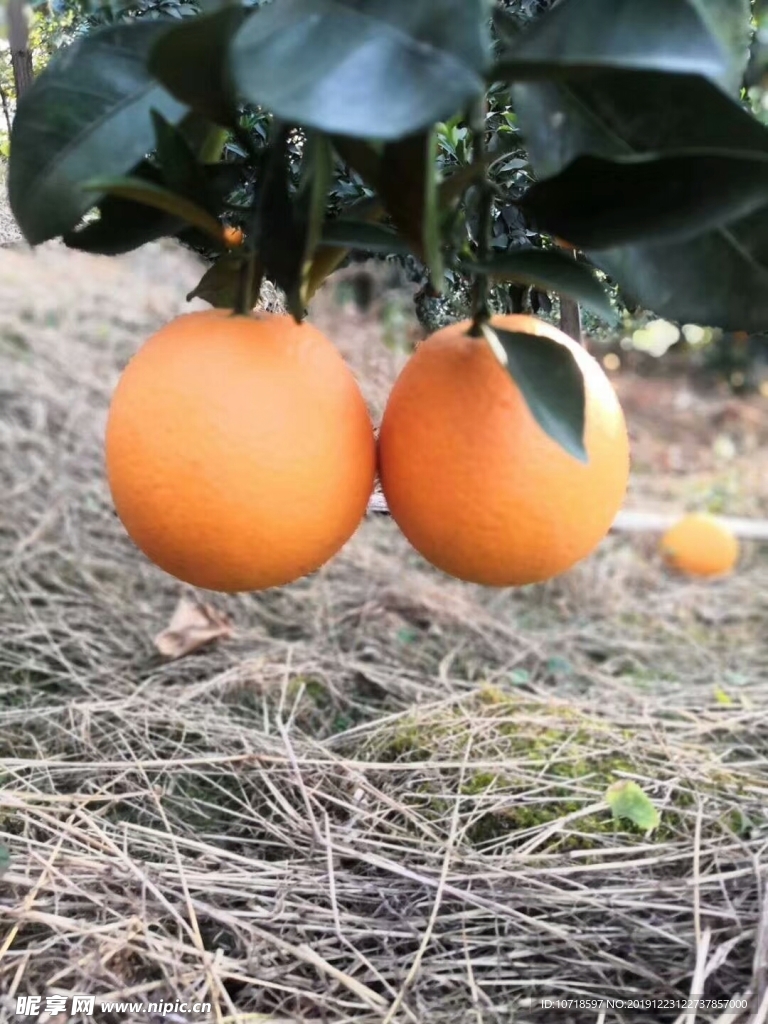 橙子 水果