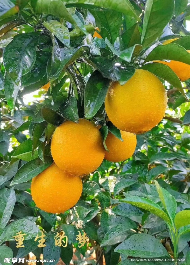 橙子 水果