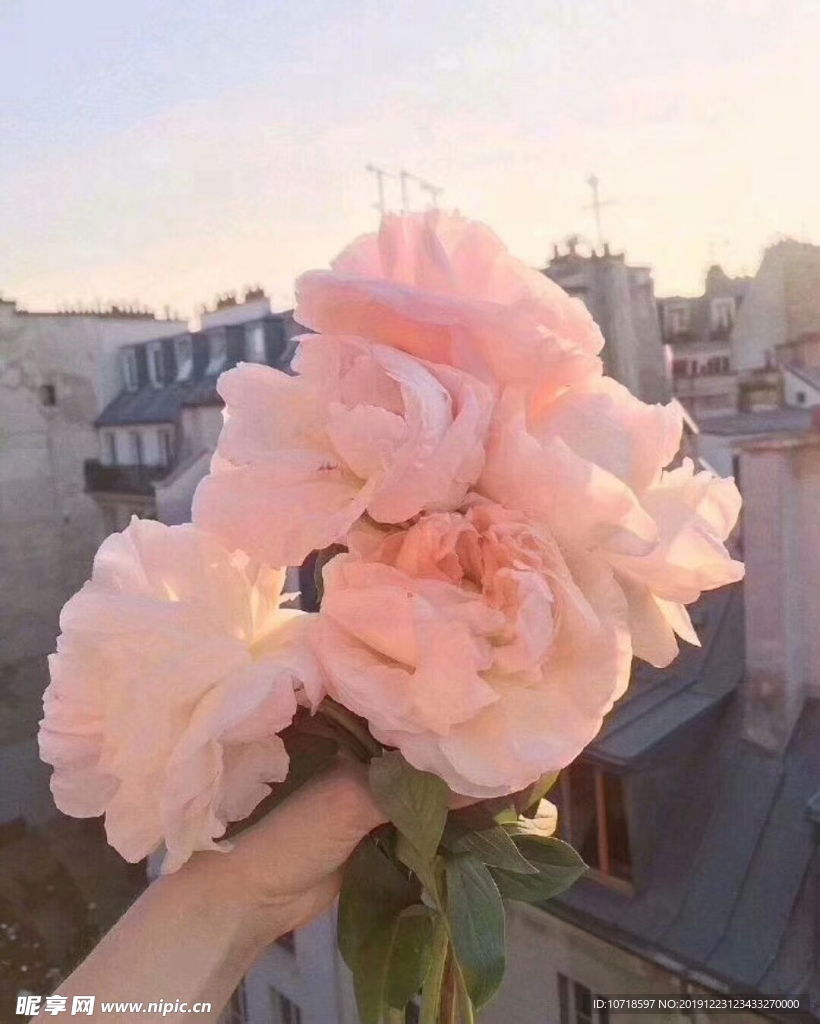 鲜花 花草