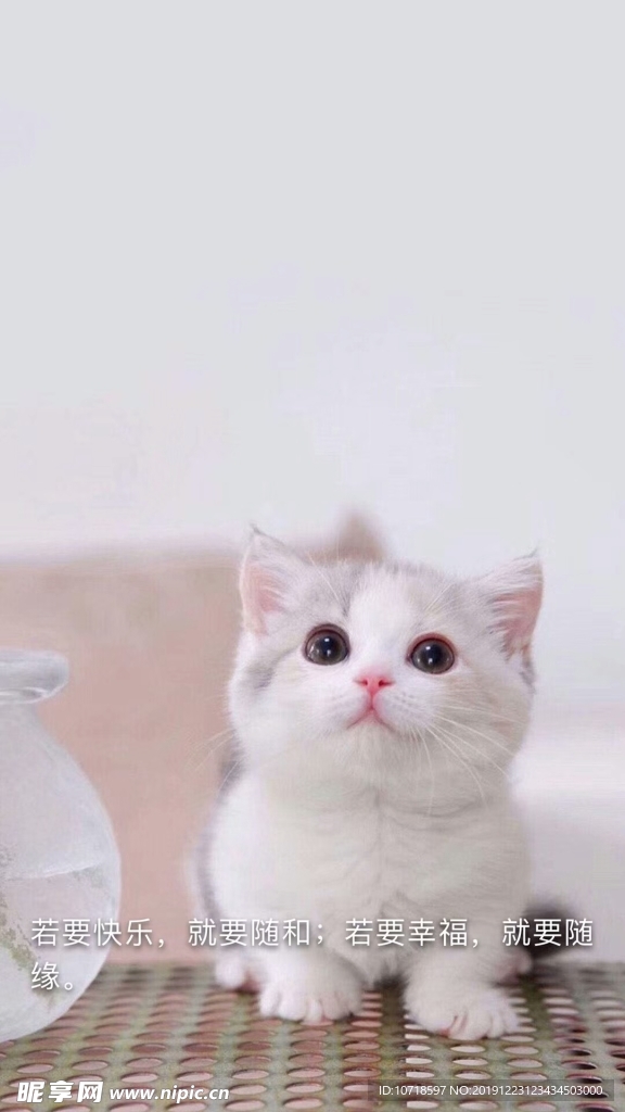 小猫