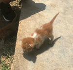 小猫