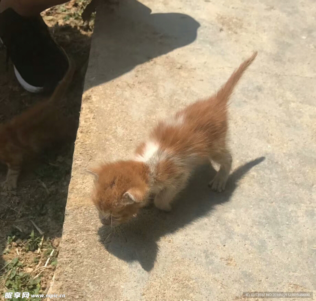 小猫