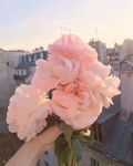 花朵 红花