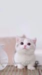小猫