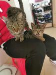 小猫