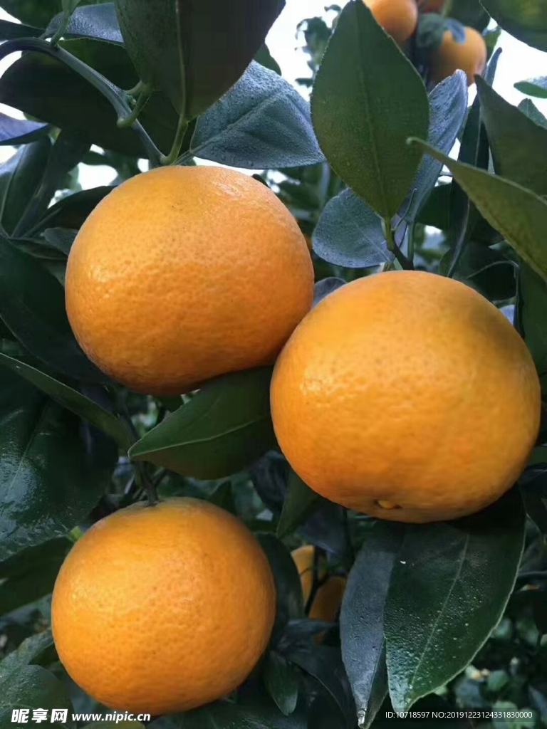 橙子 水果