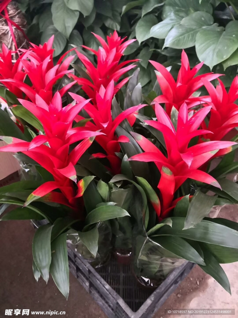红花 鲜花