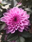 红花 鲜花 花