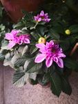 红花 鲜花